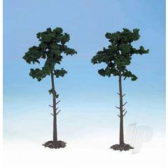 1150 2 Scots Pine Trees 18cm