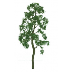 Professional Tree Birch 3 Inch (3)