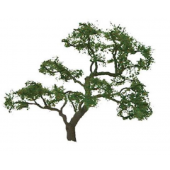 Professional Tree Beech 1.5 Inch (4)