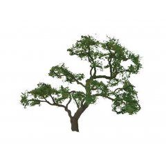 Professional Tree Beech 2 Inch (3)