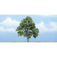 4 inch Beech Tree (Pack of 1)